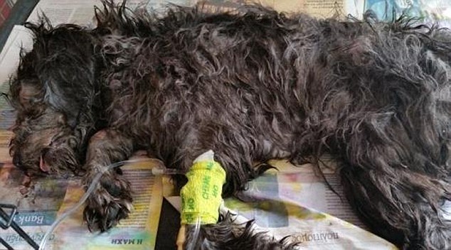 Expat Britons storm Cyprus hotel after staff kill stray seven-month-old puppy in waste crusher  1405193127963_wps_2_Internet_grab_for_Liz_Fac