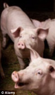 Oxford University Press bans sausages and pigs from children’s books in effort 'to avoid offence': Bizarre clampdown branded 'nonsensical political correctness' 16803B10000005DC-2908910-Pigs_are_banned_from_Oxford_University_Press_publications_to_avo-m-96_1421192011073