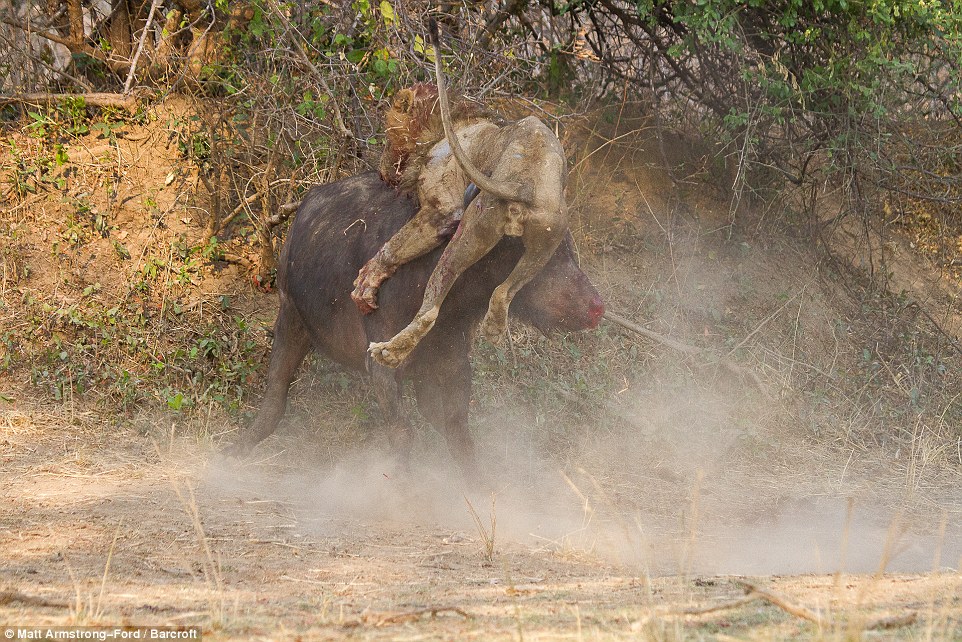 Tópico de combates do Reino Animal 2580759B00000578-0-image-a-15_1423485149282