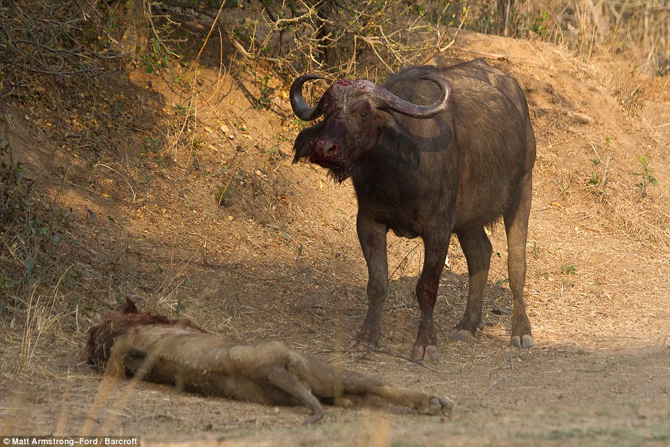 Tópico de combates do Reino Animal 2580779900000578-0-image-a-30_1423486005941