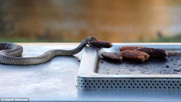 [Presse] Snake to a barbecue 265DF69A00000578-0-image-a-38_1425624183754