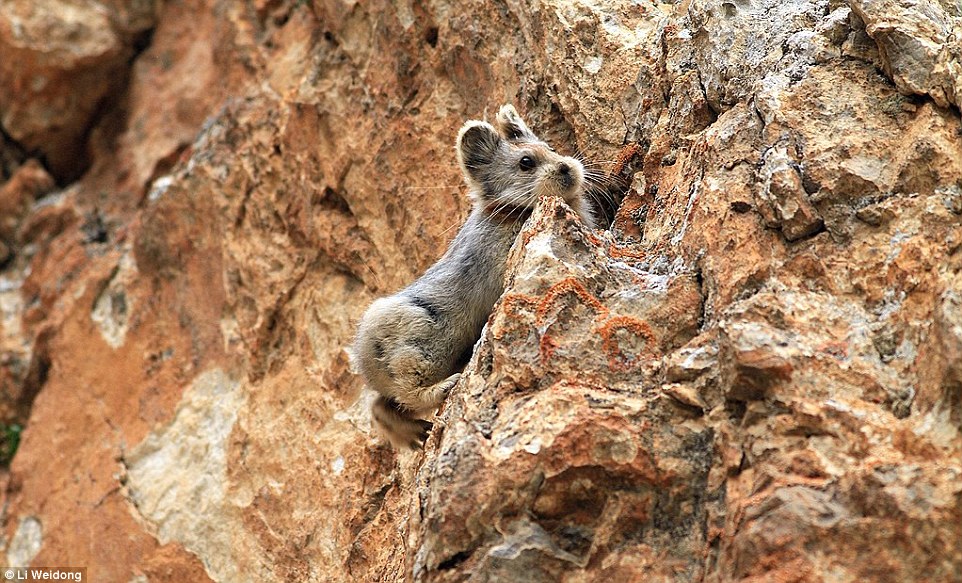 Boutik de Sapinou! 26F1B61900000578-3009783-Disappearing_Ili_Pika_population_is_believed_to_have_declined_by-a-12_1427222226577