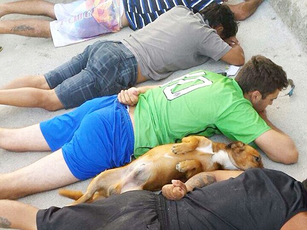 Freeze - put your paws where we can see them! Moment Brazilian drug gang were pounced on by police... and their loyal guard dog surrendered as well   2751E55500000578-3027586-image-a-18_1428333826427