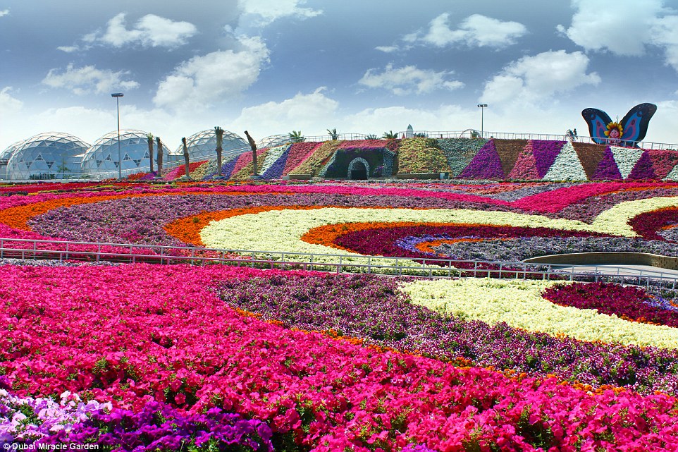 Vườn hoa giữa lòng sa mạc : Dubai Miracle Garden 29BE152400000578-0-image-a-25_1434707168708