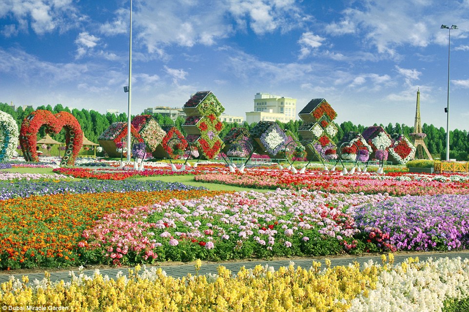 Vườn hoa giữa lòng sa mạc : Dubai Miracle Garden 29BE3D7500000578-0-image-a-13_1434706975989