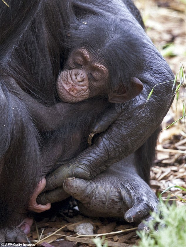 أنثى شمبانزي تتبنى قردًا يتيمًا توفيت والدته 2D655A1500000578-3272143-image-a-15_1444819417798