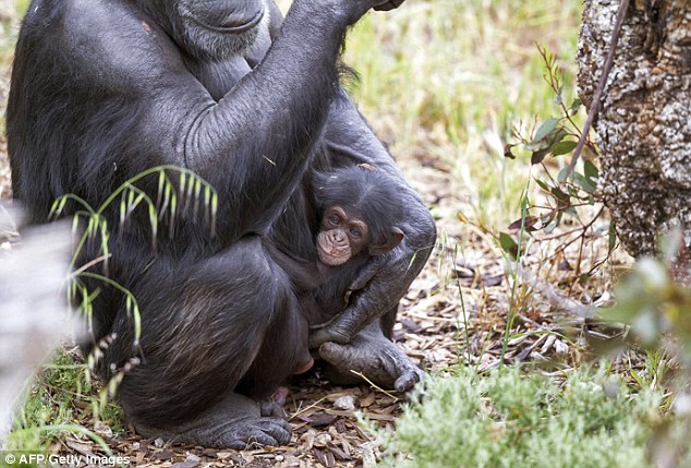 أنثى شمبانزي تتبنى قردًا يتيمًا توفيت والدته 2D655A2900000578-3272143-image-a-16_1444819565793