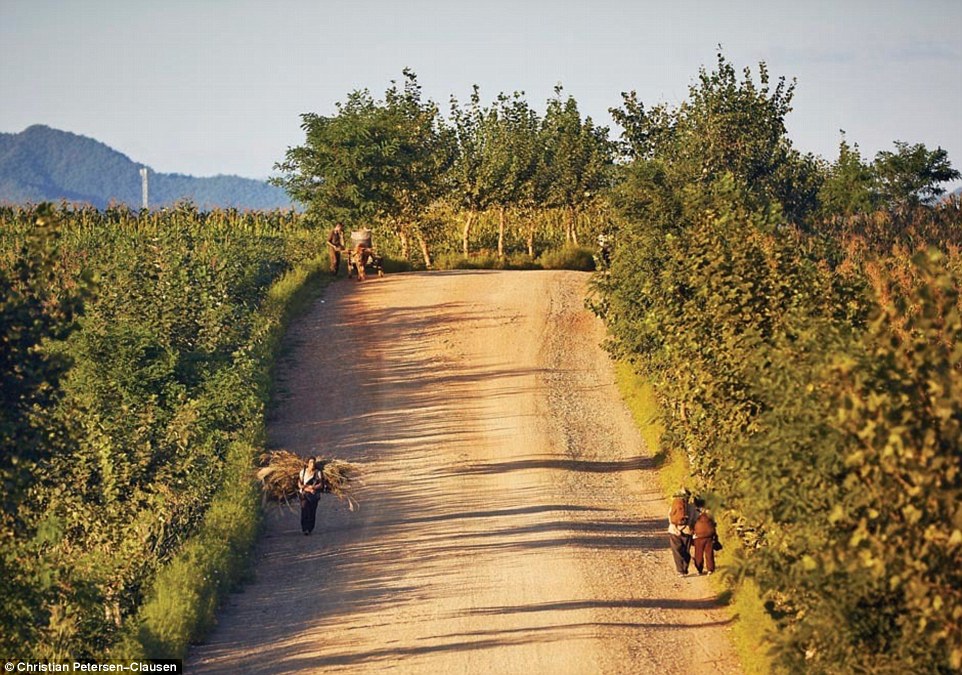 Cum este de fapt viața în Coreea de Nord 2EBD046900000578-3330557-An_ajumma_Older_woman_carries_a_small_bale_of_hay_down_a_hill_on-m-5_1448354048576