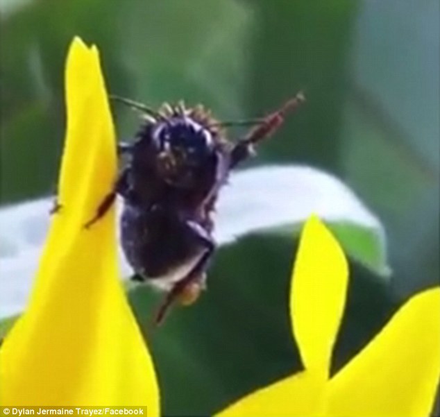 Watch the incredible moment a bumble bee appears to WAVE at a human to thank him after he saves the insect from a bucket of water     3084EBB000000578-0-image-m-11_1453605510965