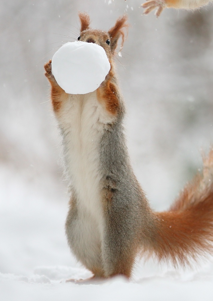 Squirrels And Snowballs Will Make You Love Winter Again Slide_407126_5096276_free