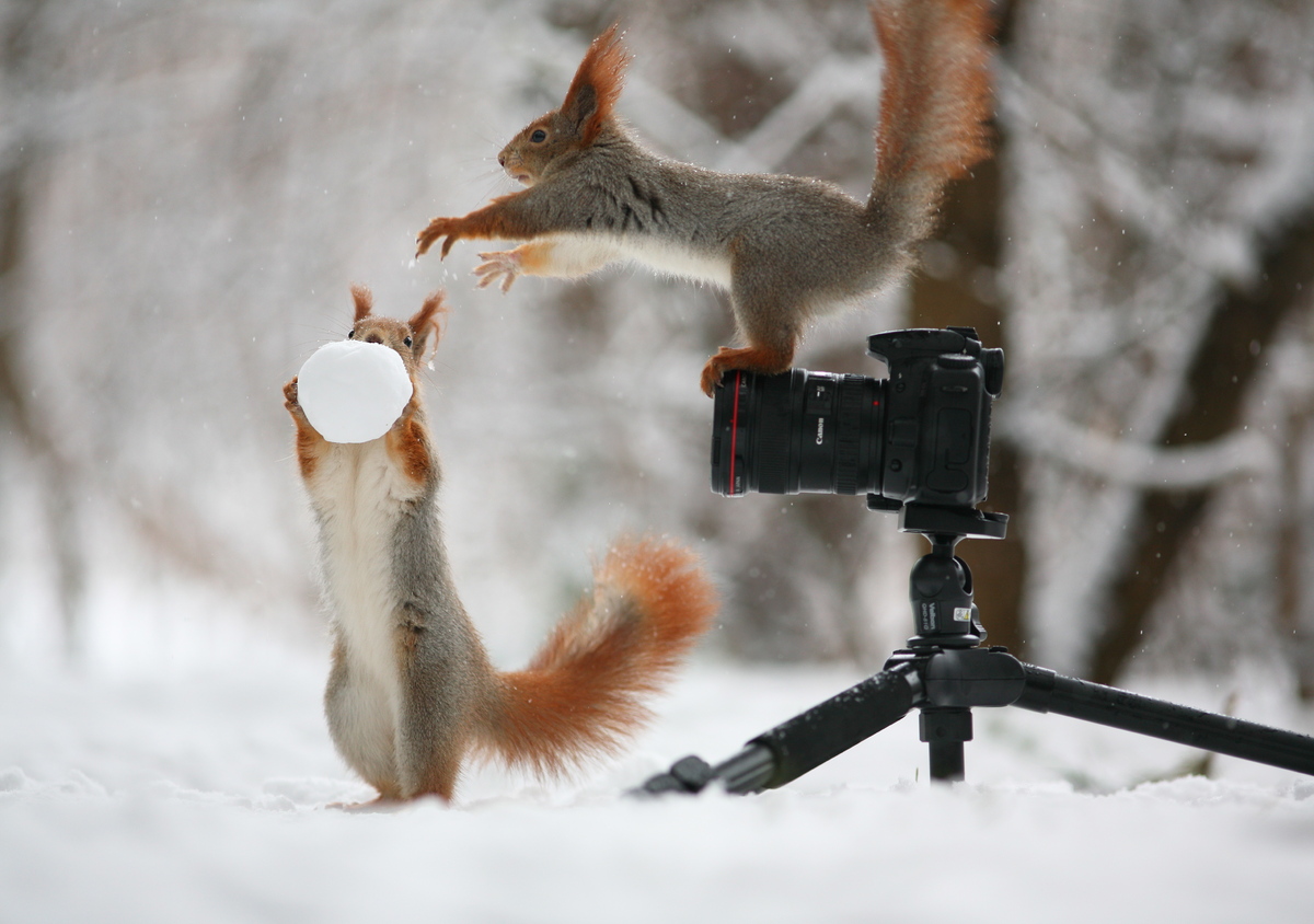 Squirrels And Snowballs Will Make You Love Winter Again Slide_407126_5096280_free