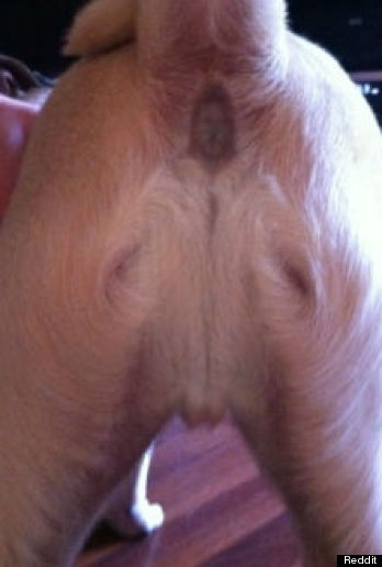 ? - Page 2 H-DOG-BUTT-JESUS-348x516