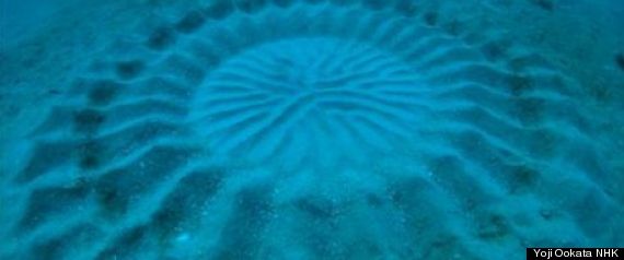 Un Japonais a fait la découverte de cercles mystérieux dessinés par des poissons au fond de la mer R-MER-large570