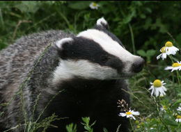 Should This Little Fella Be Culled? S-BADGER-large