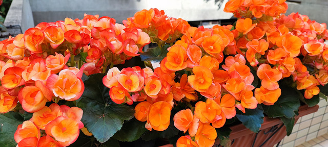 IMG-20220311-150720
