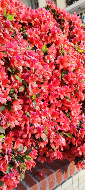 IMG-20220312-173309