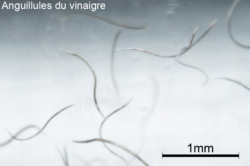 Comparaison de taille anguillules/microvers H4qgb1Z8