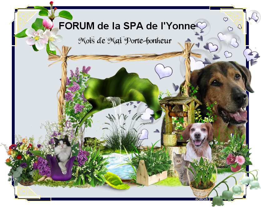 Spa de l'Yonne et son Forum VSptbmB