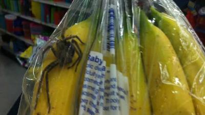 La troisième araignée découverte dans les bananes du supermarché