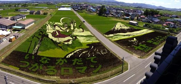 Faire de l'art......avec des champs de riz!! Otaku-ricefield Twzscckroshtrgucev0g