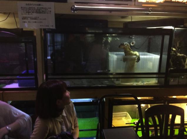 Au Japon, il y a des caf de Reptiles!!! D8ugacqc3qxuvlfn2mpf