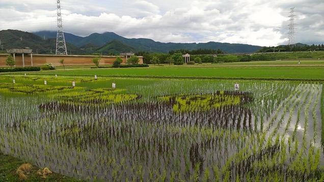 Faire de l'art......avec des champs de riz!! Otaku-ricefield Fmwv1x0j7pxaeshbnene