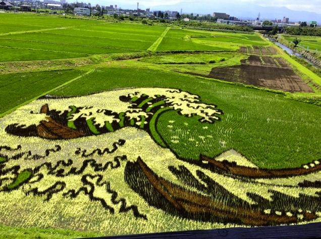 Faire de l'art......avec des champs de riz!! Otaku-ricefield Eghiae0lwoxks5z81h5m