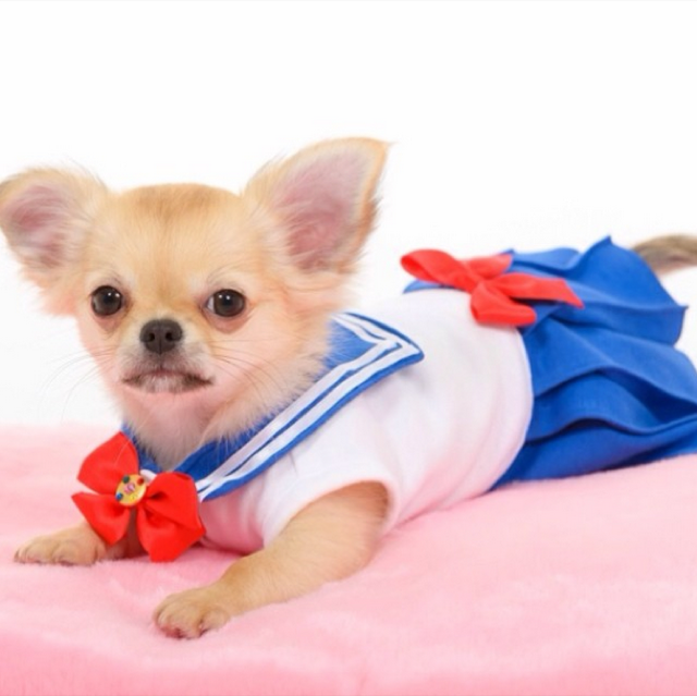 [Animal]Ay chihuahua-o-taku!!! : Sailor senshi cosplay =^_^= Z0cqlhttfciw62gfvivw