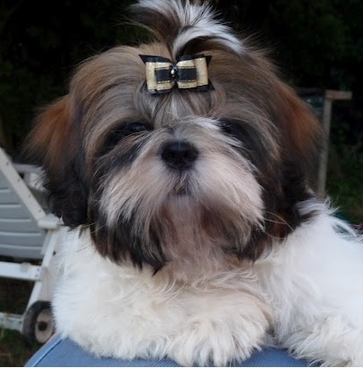 Des pikits shih tzu - Page 10 3l2i6Eh7_original