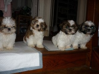 Des pikits shih tzu - Page 9 3xxI5Qkf_original