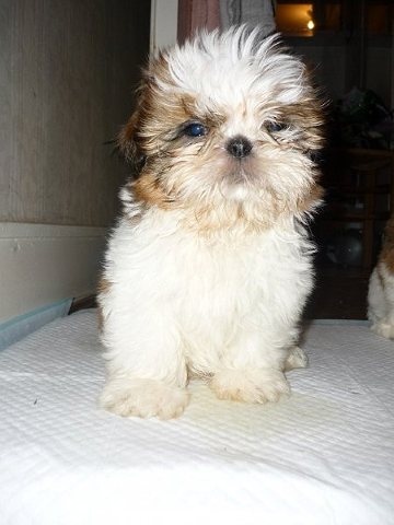 Des pikits shih tzu - Page 9 FGByLoSk_original