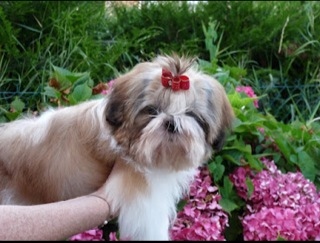 Des pikits shih tzu - Page 10 G_qpFsna_original