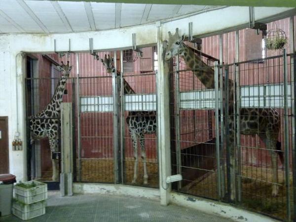 El Guantánamo animal oculto en los sótanos del zoo de Barcelona 33c0e758b833ac09fe1e24e9e5d46113