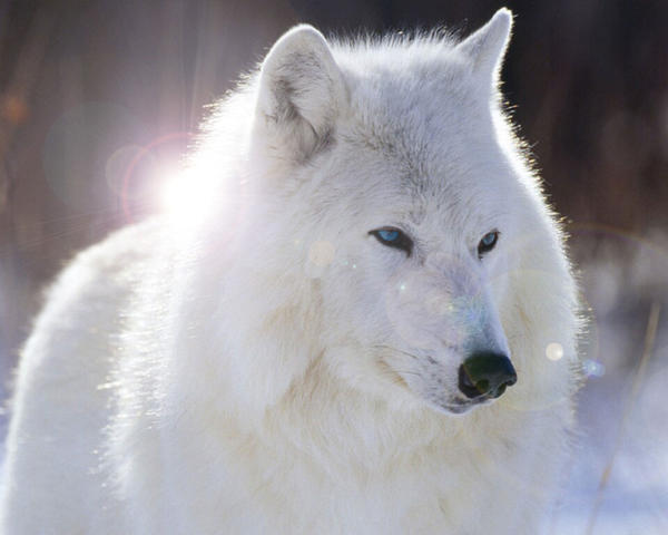  ¡¡¡ Bailando con lobos !!! A8962b8d5653a3720a7cca7344a388bd