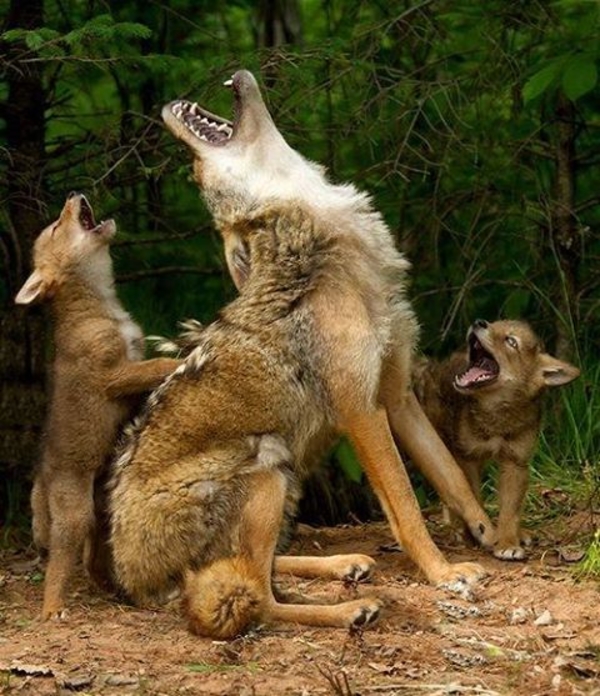  ¡¡¡ Bailando con lobos !!! - Página 3 C4c37ee2581aa27836beca32d0919f81