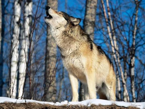  ¡¡¡ Bailando con lobos !!! - Página 3 Ca4535d02d1b9b2ccf13f4db3a829f5a