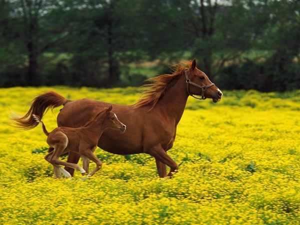 CACHORROS Y ANIMALES - Página 17 3e65296ccf3b6a3286f6937efd37fe56