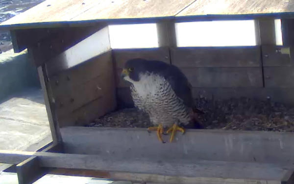 Providence Peregrine Webcam, Rhode Island 2015. 8582fc4eb52d8d5a9e2c928c65d69d14