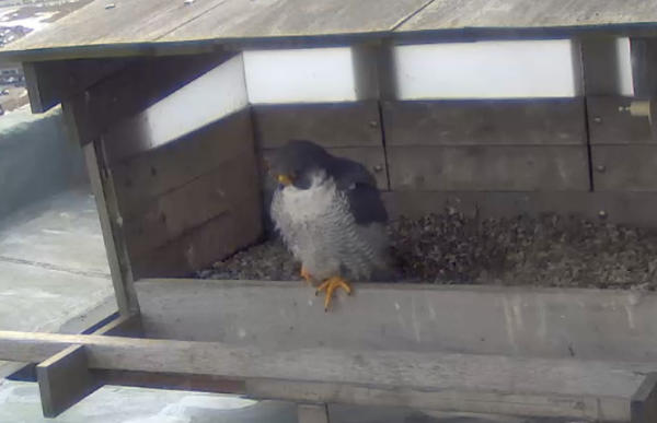 Providence Peregrine Webcam, Rhode Island 2015. Dd40ca35bd6aa0278f44dd941b6f103f