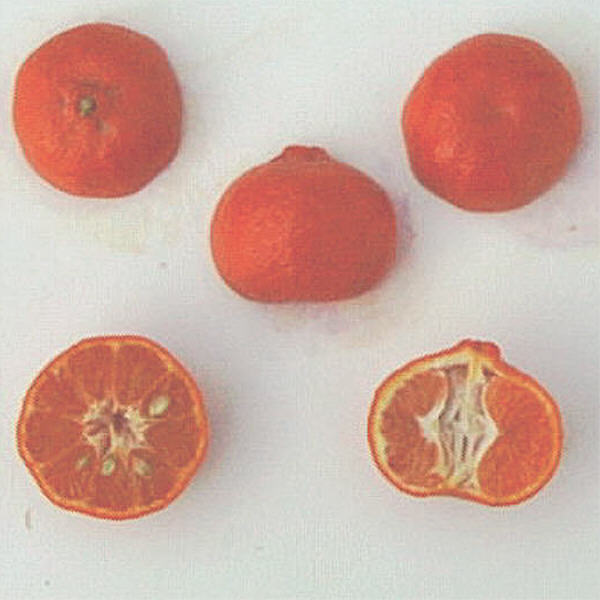 Dancy mandarin (tangerine) Vi386c