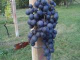 Sadnice grozdja za proleće 2023 veliki izbor sorti 88HjG