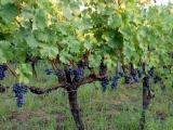 Sadnice grozdja za proleće 2023 veliki izbor sorti DDQet
