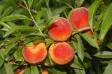 Vocne sadnice - Sorte voća za organsku proizvodnju GGaEv