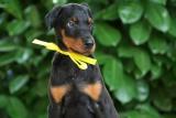 Doberman tenci II5dZ