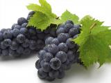Sadnice grozdja za proleće 2023 veliki izbor sorti JJmWl