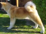 Japanska Akita (Akita-Inu) mujak, star 7 meseci LL9Dz