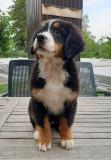 Prodajem štence Bernskog planinskog psa, oštenjeni su 12. maja MMa7l