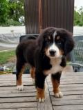 Prodajem štence Bernskog planinskog psa, oštenjeni su 12. maja VV46M