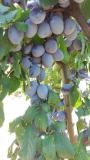 Stare sorte voca - Prvoklasne sadnice voca HhjTI