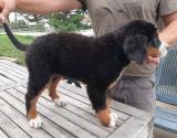 Prodajem štence Bernskog planinskog psa, oštenjeni su 12. maja WwTDm